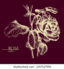 Hand-painted rose with the leaves on the bege background. Hand-drawn flower sketch.
