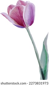 Handpainted Tulip converted into vector