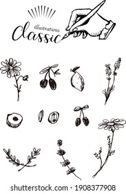 Hand-painted vector illustration of botanical flowers