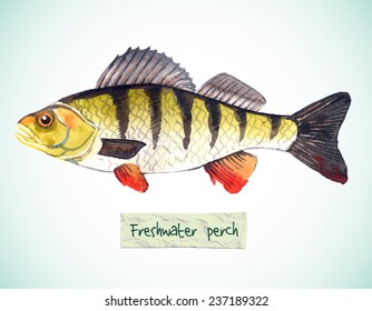 Hand-painted watercolor illustration of a fish - freshwater perch. Vectorized, isolated.