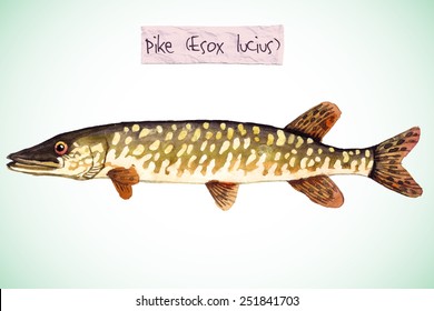 Hand-painted watercolor illustration of a freshwater fish - a pike. Vectorized, isolated. 
