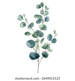 Ilustração em aquarela pintada à mão mostrando um caule de eucalipto com delicadas folhas arredondadas verde-azuladas em um fundo branco limpo.