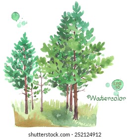 Hand-painted watercolor painting of young pine-tree forest, isolated on white background. Vector illustration.