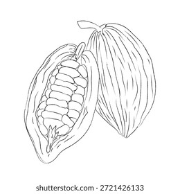 Conjunto de diseño de pintura a mano, formato EPS, dibujo de líneas de dragón de Vector de boceto, dibujo de contorno para el dibujo de granos de cacao, conjunto de iconos dibujados a mano de Doodle, dibujo de contorno de rama de granos de cacao, dibujo de contorno de rodajas de granos de cacao, conjunto de diseño de Vector