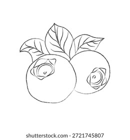 Conjunto de diseño de pintura a mano, formato EPS, dibujo de contorno para dibujo de arándanos, conjunto de iconos dibujados a mano Doodle, dibujo de contorno de rama de arándano, dibujo de contorno de arándano, conjunto de diseño de Vector, un arte de línea de arándano de Vector,