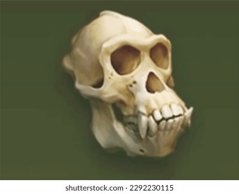 Handraw gorilla skull isolated Vector Illustration