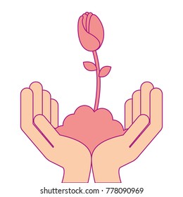 hands with beautiful rose in grown