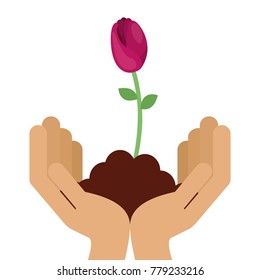 hands with beautiful rose in grown