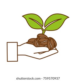 hands with coffee seeds and leafs plant