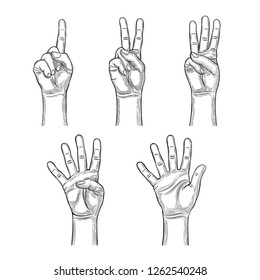 Hands, count from one to five. Vector illustration on white background.