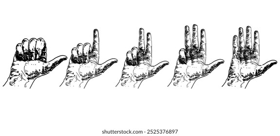 hands counting from one to five on fingers gesture sign language linear relistic vector illustration person isolated on white background