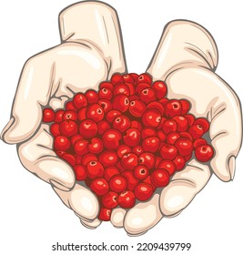 Hands with cranberry in vintage style. Vector image
