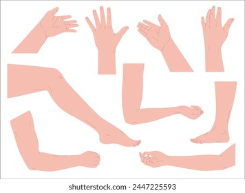 Hands and feet in different poses. Vector illustration
