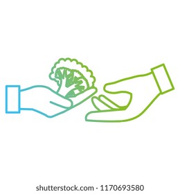 hands with fresh broccoli