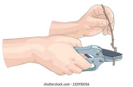 Hands of the gardener. Vector illustration.