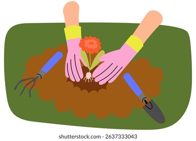 Hands in gardening gloves planting a flower into the soil. Spring gardening scene, home farming, care for nature. Flat vector illustration