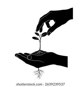 Hands gently planting a seedling new life growth.
