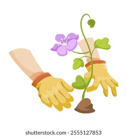 Hands with gloves planting a flower on white background. Vector illustration