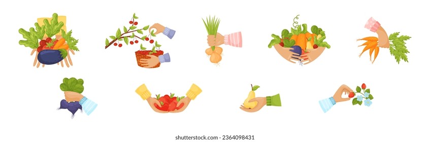 Hands Harvest Ripe and Juicy Agricultural Crops Vector Set