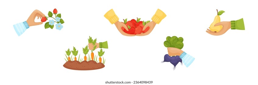 Hands Harvest Ripe and Juicy Agricultural Crops Vector Set