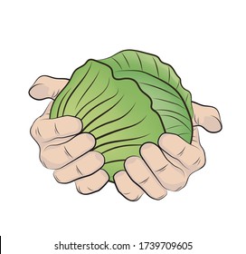 hands are holding cabbage. harvesting. the fruits of the earth. vector illustration.