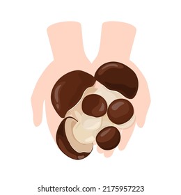 Hands holding fresh porcini mushrooms vector illustration. Boletus edulis isolated on a white background. Autumn mushroom collection season.