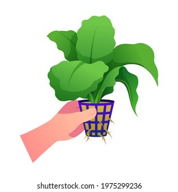 hands holding hydroponic plants vector on white background.