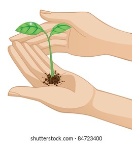 Hands holding new little plant