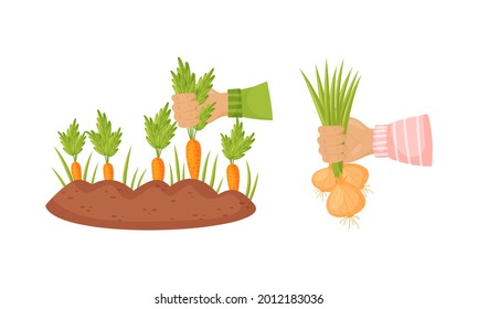 Hands Holding Ripe and Juicy Agricultural Crops Vector Set