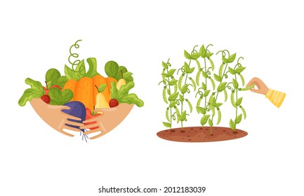 Hands Holding Ripe and Juicy Agricultural Crops Vector Set