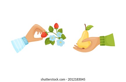 Hands Holding Ripe and Juicy Agricultural Crops Vector Set