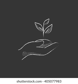 Hands holding seedling in soil. Drawn in chalk icon.