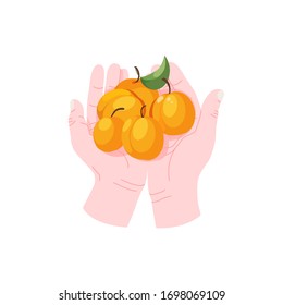 Hands holding several ripe apricots fruits, appetizing apricots in hands vector icon in cartoon style. Harvest ripe summer fruits isolated icon.