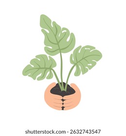 Hands holding soil with young plant. Concept of growth, gardening and eco care
