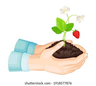 Hands Holding Soil with Young Strawberry Plant Growing in It Vector Illustration