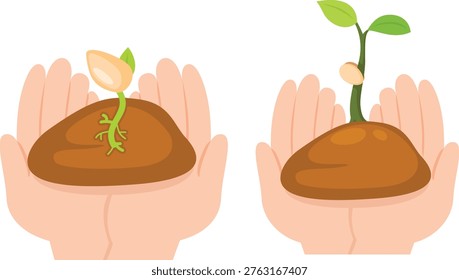 Hands Holding Sprout Growing from Seed