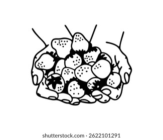 Hands Holding Strawberry Cluster Vector Illustration for Freshness and Harvest Themes in Minimalist Black and White Design Style