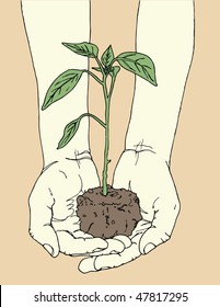 Hands holding tomato plant