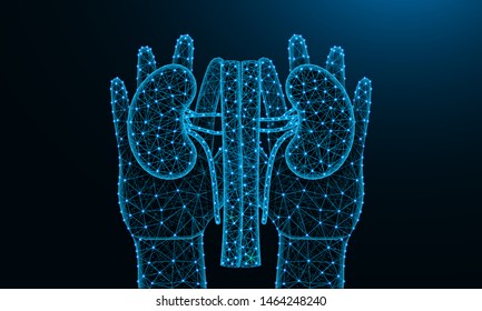 Hands and kidneys low poly design, human organ in polygonal style, human urinary system wireframe vector illustration made from points and lines on dark blue background