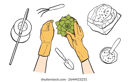 Hands of a person in gloves replanting a succulent houseplant in a pot. Concept of plant care, house plat, gardening, plant growing. Vector line illustration with home gardening concept