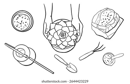 Hands of a person holding succulent houseplants in a pot. Concept of plant care, garden plot, gardening, growing plants. Vector linear illustration with concept of home gardening