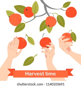 Hands are picking apples in the garden. Symbolic image of success. Vector illustration on a white background