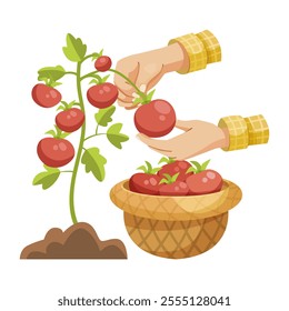 Hands picking tomatoes from plant into basket. Vector illustration