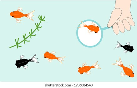 金魚 すくい のイラスト素材 画像 ベクター画像 Shutterstock