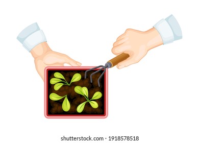 Hands with Rake Cultivating Plant and Soil in Flower Pot Vector Illustration