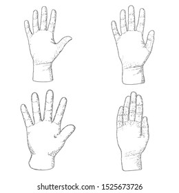 Hands set on a white backgroundfor palm reading design. Hand drawn. Vector.