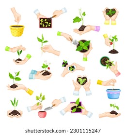 Hands Setting Plants and Green Seedling in Flower Pot Big Vector Set