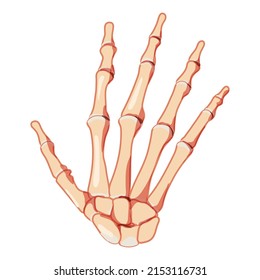 Hands Skeleton Human front back view. Set of carpals, wrist, metacarpals, phalanges. Anatomically correct 3D realistic flat natural color concept Vector illustration isolated on white background