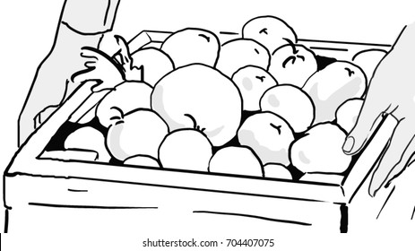 Hands take or put a box with apples, tomatoes, potatoes. Harvest black and white vector sketch, simple drawing