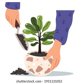 Hands are transplanted into a flowerpot. Nursery and care for indoor plants. Woman putting sprout in ceramic terrazzo pot with soil. Home gardening relocating house plant.